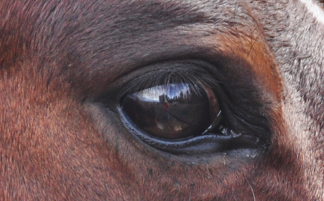 horse's eye
